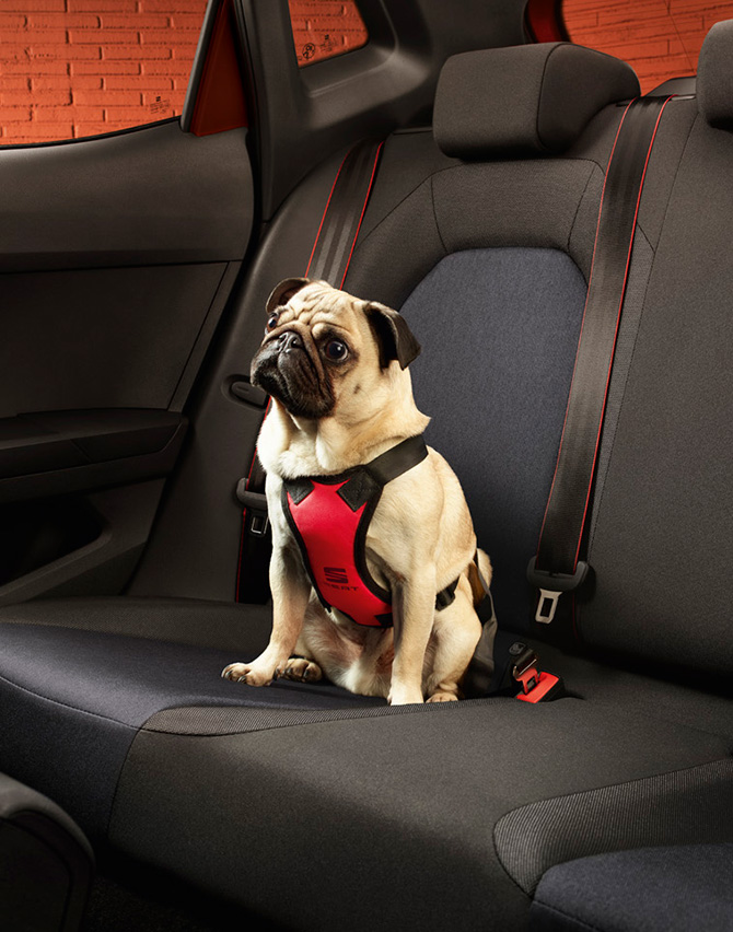 dog sitting seat ibiza seats seat dog harness